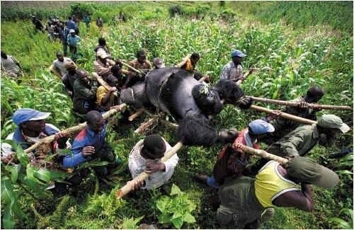 Brent Stirton, Sudáfrica, Reportage pára Newsweek. Evacuación de los Gorilas de la Montaña muertos, Virunga National Park, Eastern Congo.