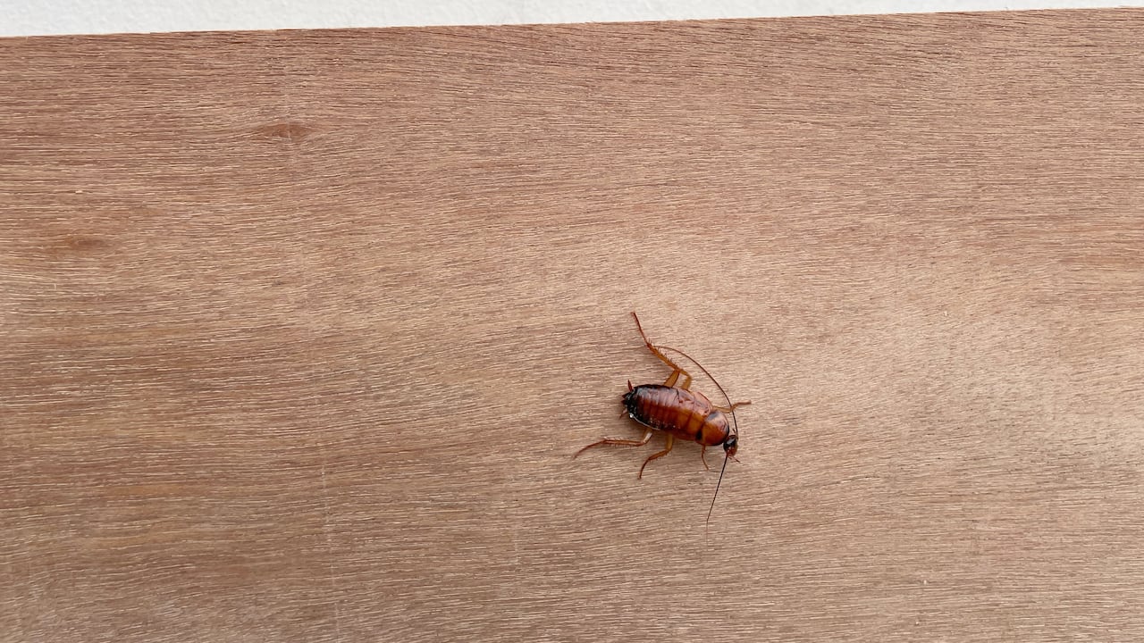 Cucaracha pequeña.