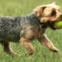 Una foto de un yorkshire terrier jugando con una pelota de tenis