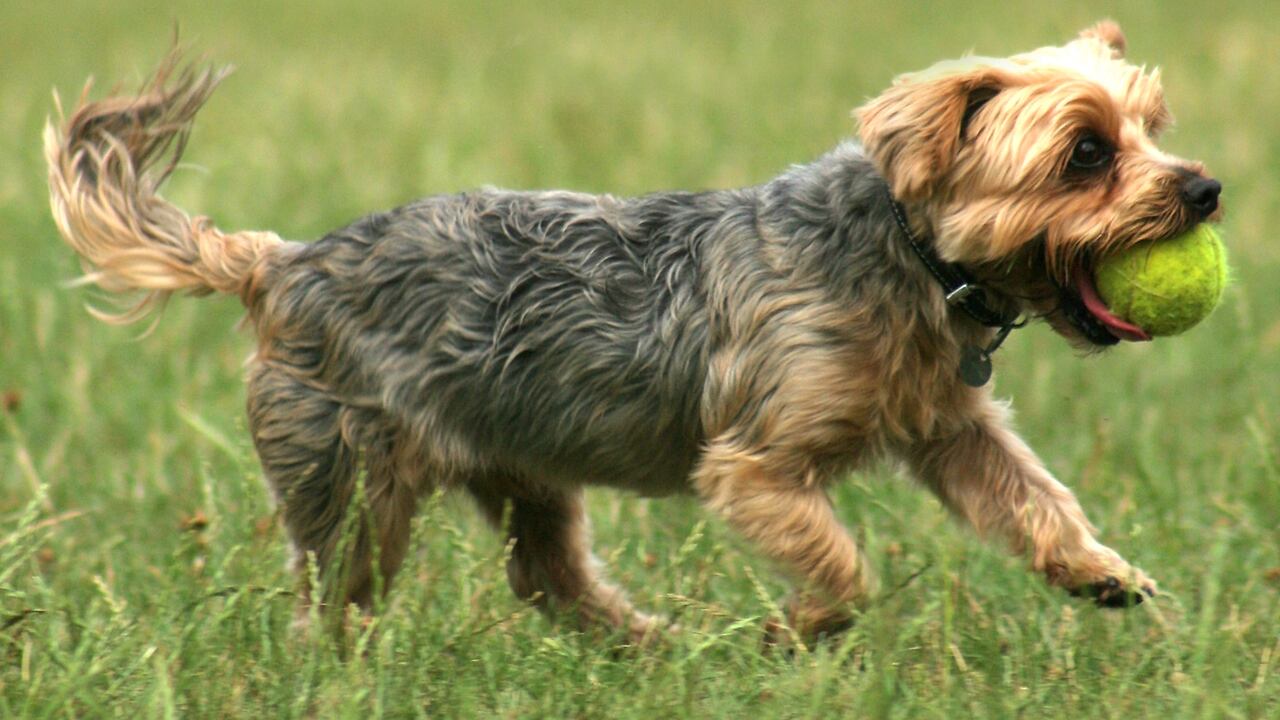 Una foto de un yorkshire terrier jugando con una pelota de tenis