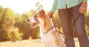 En 4Patas.com.co te contamos cuál es la legislación vigente en Colombia en cuanto a protección y tenencia de animales domésticos.