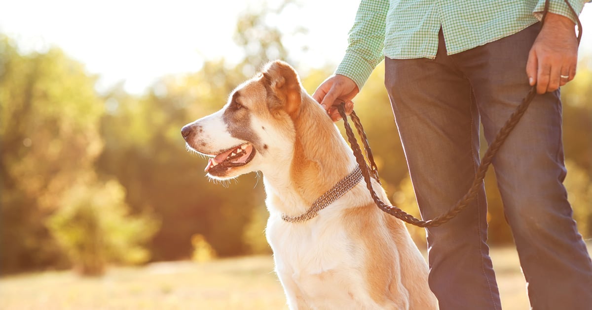 Los dueños de las mascotas pueden recibir sanciones.