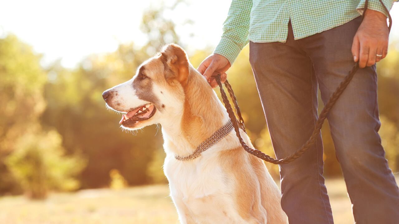 Los dueños de las mascotas pueden recibir sanciones.