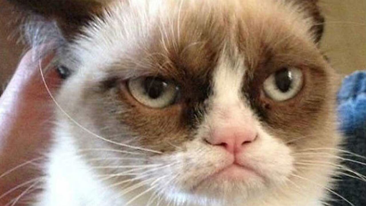 Grumpy cat o gata gruñona.