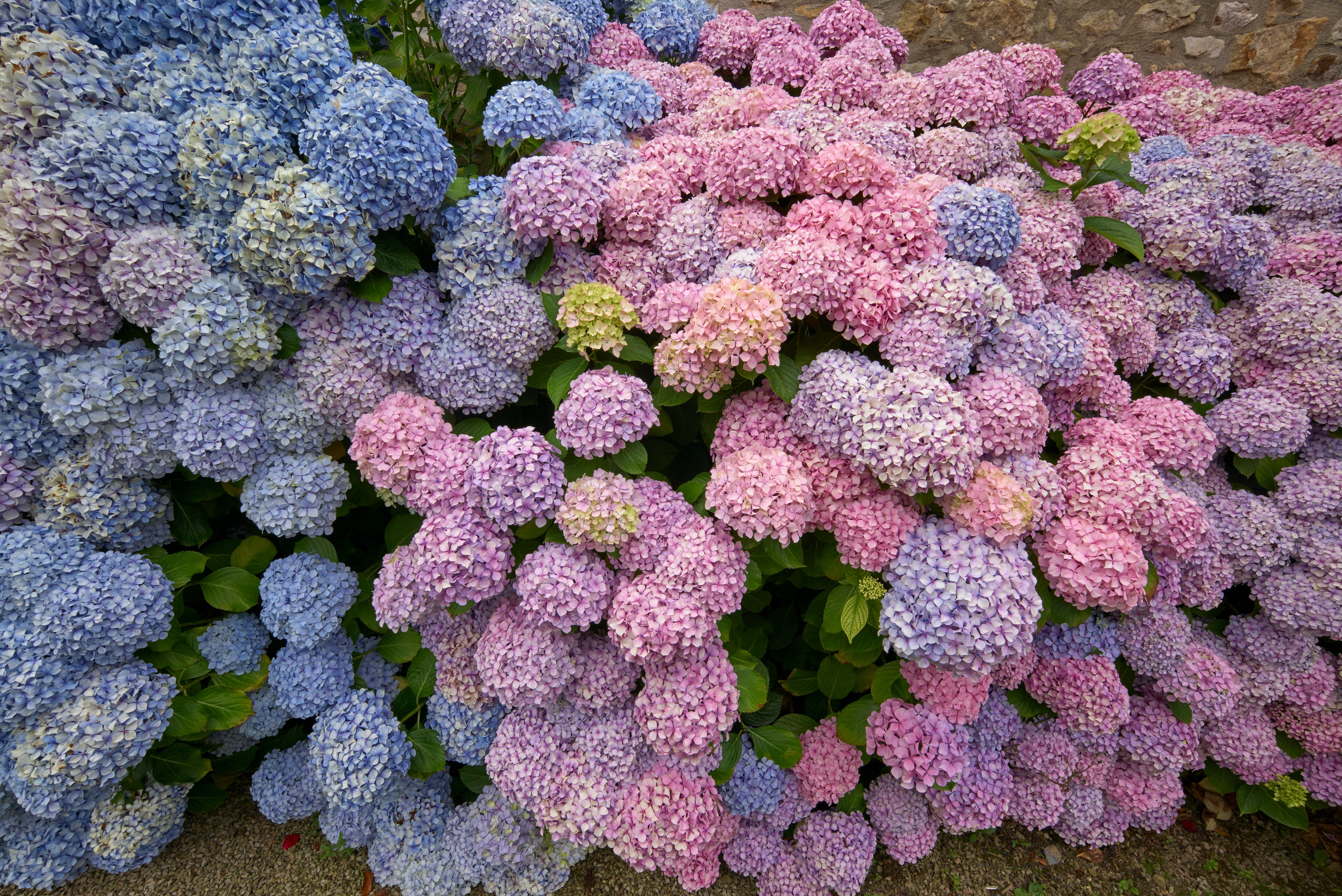 Hortensia
