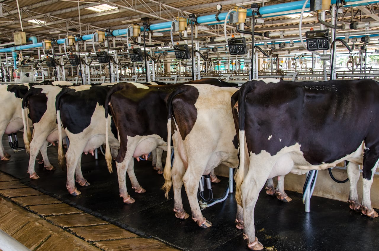 Ganadería, vacas