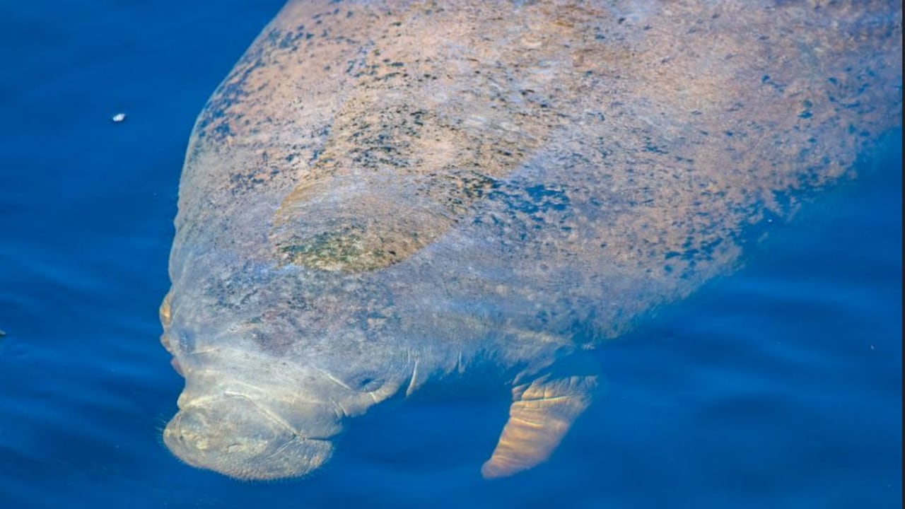 Durante el 2022, en La Florida, EE. UU., ya han muerto más de 200 por falta de alimento.