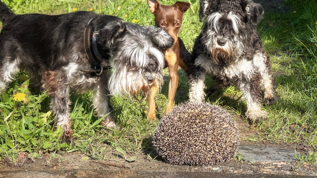 El moquillo es una infección viral mortal para los cachorros.