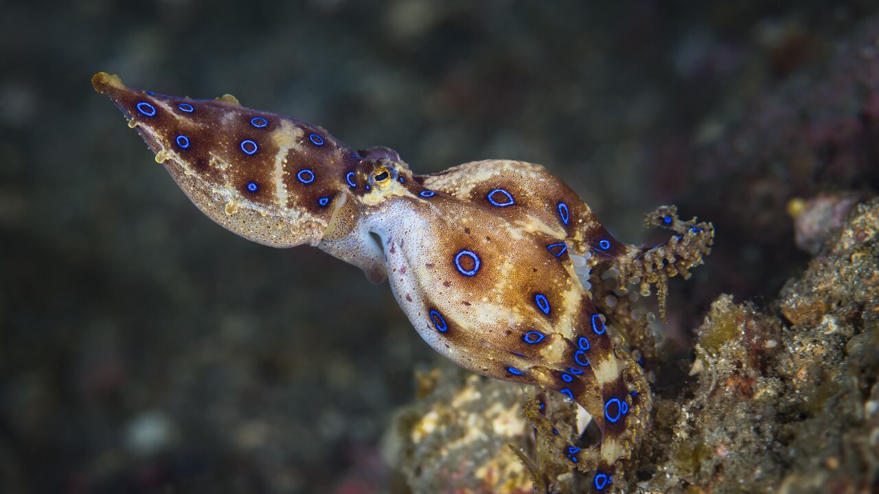 Blue Ring Octopus, female carrying eggs