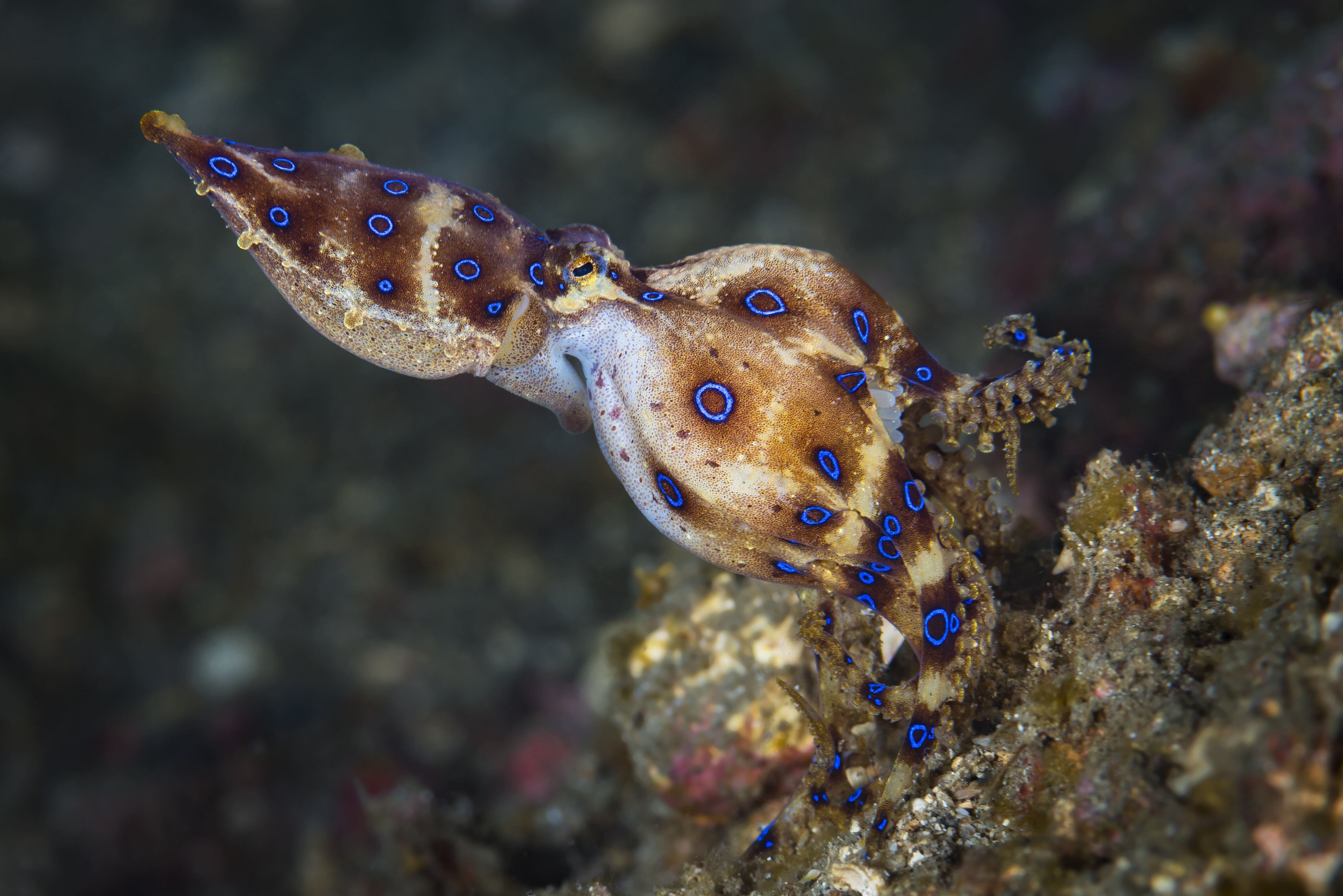 Blue Ring Octopus, female carrying eggs