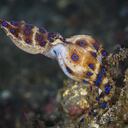 Blue Ring Octopus, (Hapalochlaena lunulata), 8 cm in size, female, carrying eggs. Horizontal, profile view. It lays 60 to 100 eggs, which are kept under her arms during the incubation period, which lasts about a month. These octopus live in a burrow (in this case, a discarded small bottle of water) and only come out to search for food or a mate (or when disturbed, which was the case.
Underwater macro photography taken in Lembeh, Manado - Indonesia.