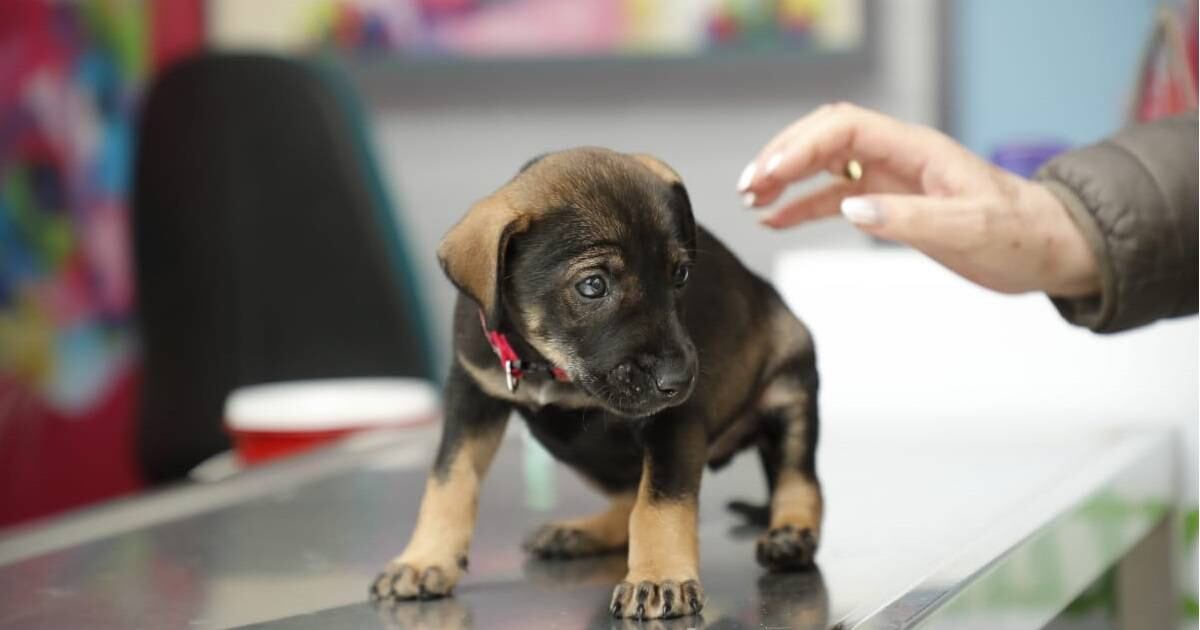Los procesos de adopción de animales domésticos será una de las funciones de la nueva dependencia. Foto: Guillermo Torres.
