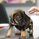 Los procesos de adopción de animales domésticos será una de las funciones de la nueva dependencia. Foto: Guillermo Torres.