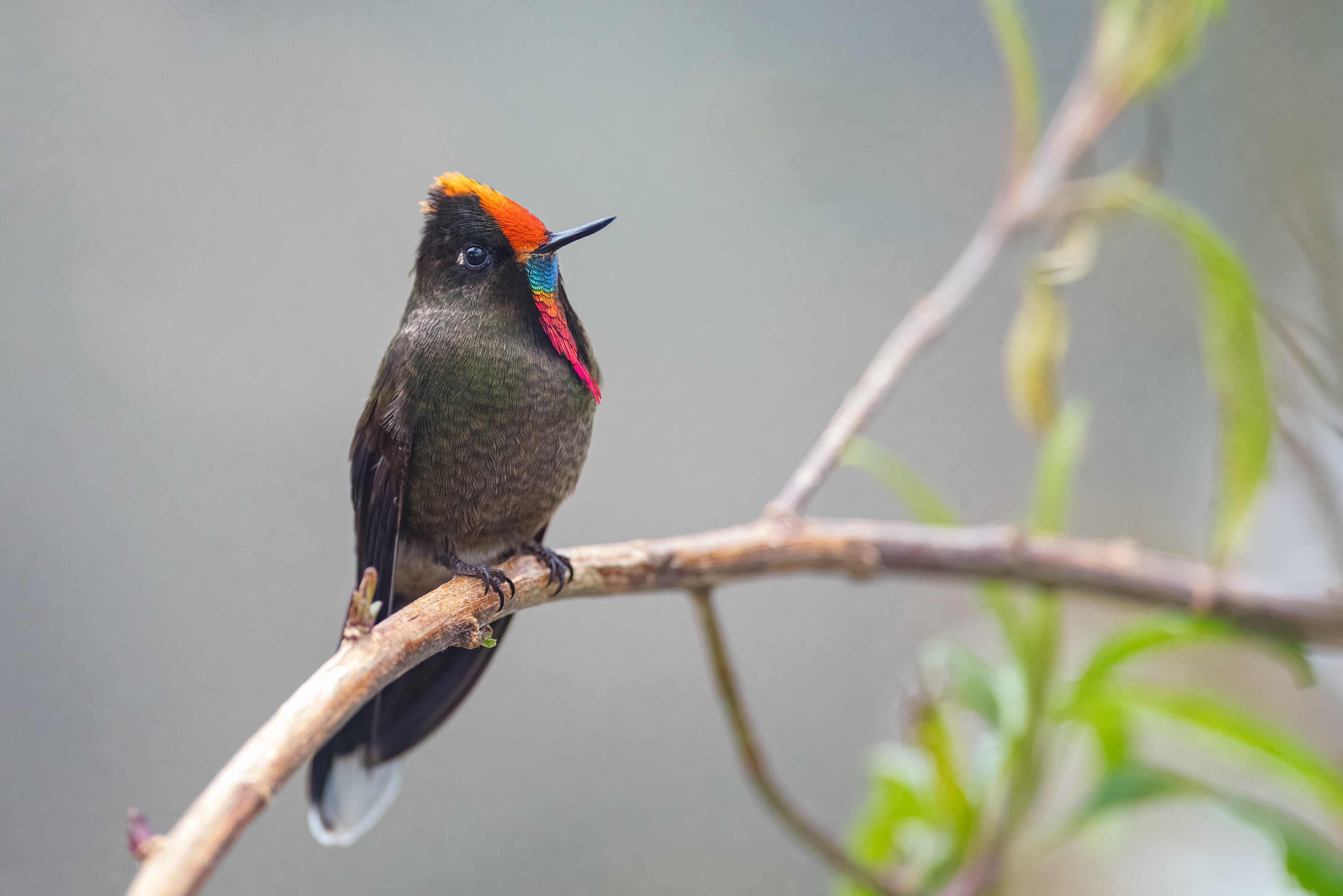 Cali se consolida como referente nacional en el avistamiento de aves, símbolo de la riqueza natural que inspira la Semana de la Biodiversidad.