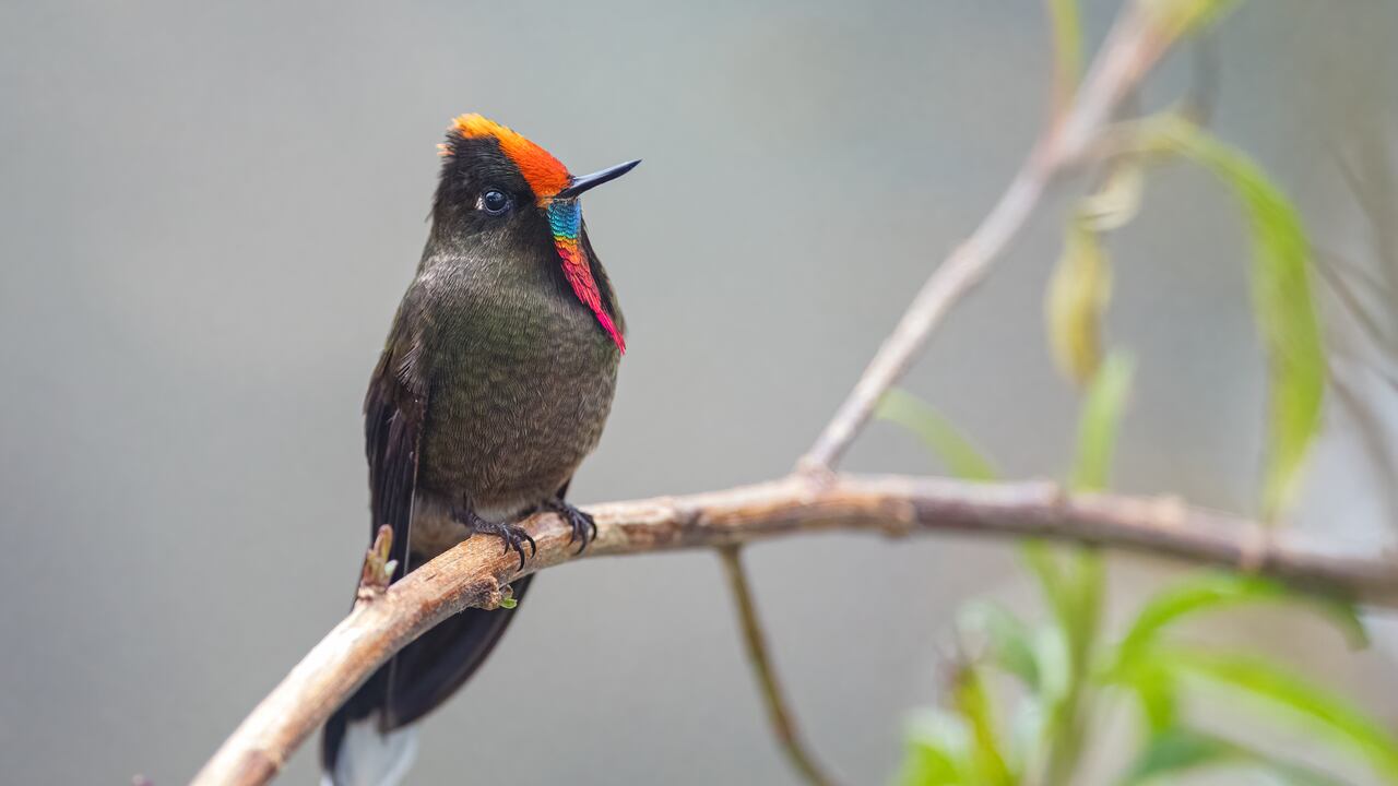Cali se consolida como referente nacional en el avistamiento de aves, símbolo de la riqueza natural que inspira la Semana de la Biodiversidad.