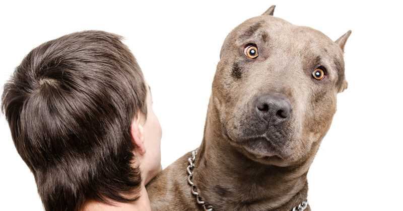 Algunas personas aseguran que un perro puede ser noble o agresivo dependiendo de la crianza que reciba por parte del dueño.