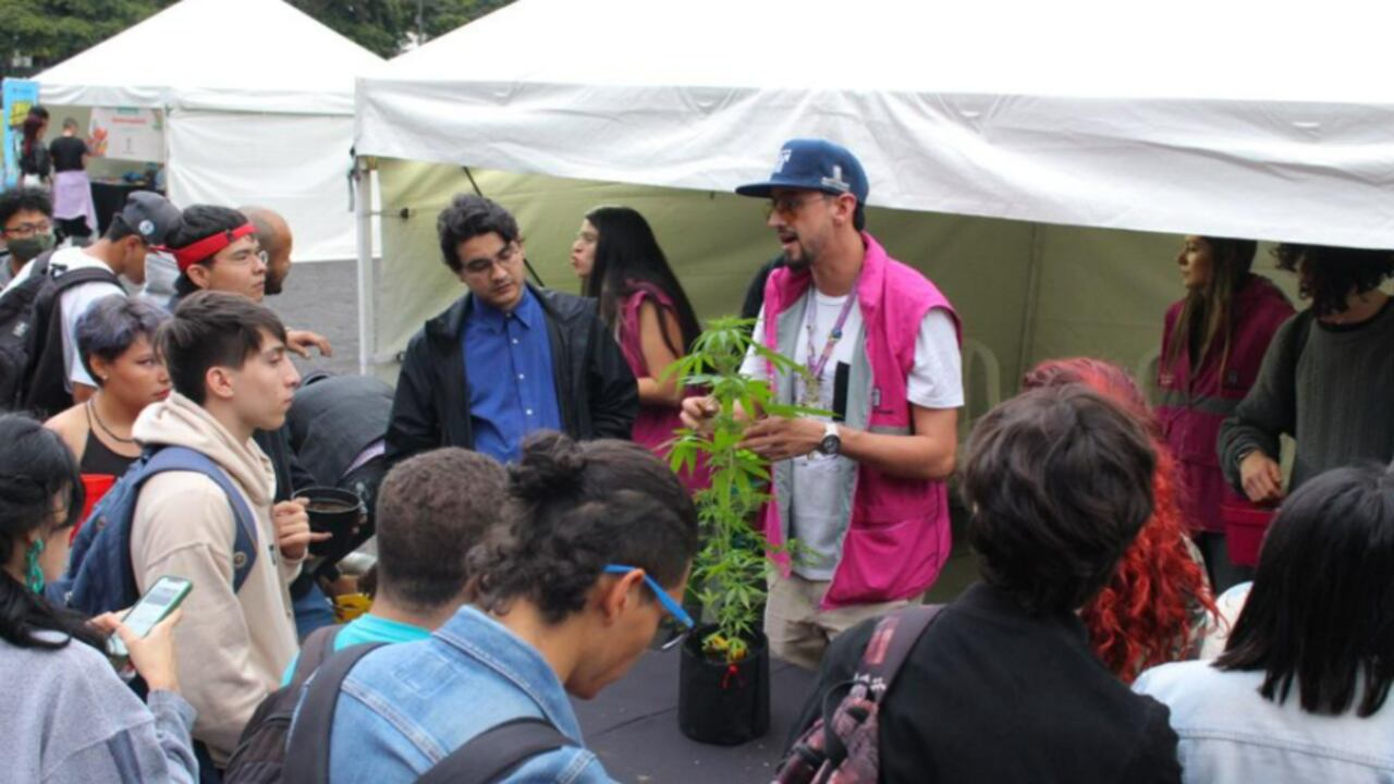 Campaña de la Alcaldía de Medellín para cultivar marihuana.