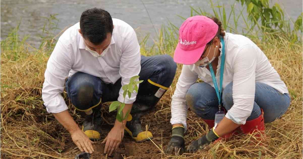 Los árboles fueron sembrados en la vereda Caños Negros de Villavicencio. Foto: Cormacarena
