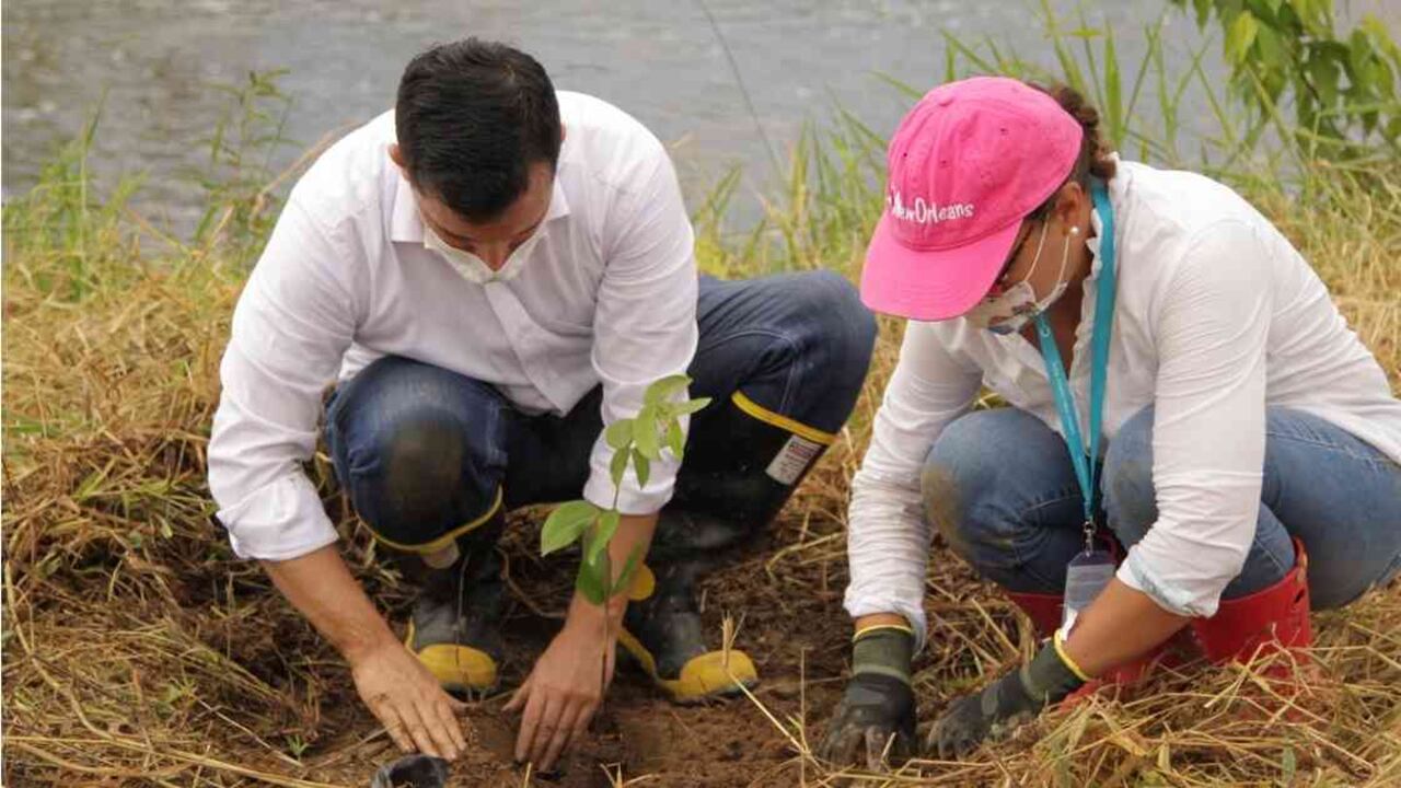 Los árboles fueron sembrados en la vereda Caños Negros de Villavicencio. Foto: Cormacarena