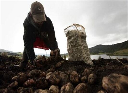 La carga de cien kilos (dos bultos) de papa aumentó de $17.000 a $31.800.