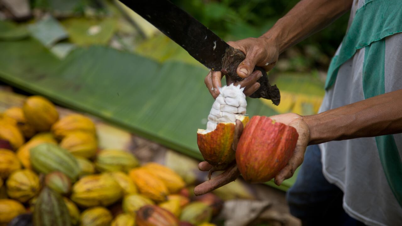 Con esta alianza se impactarán inicialmente más de 15.000 hectáreas de estos cultivos en el país.