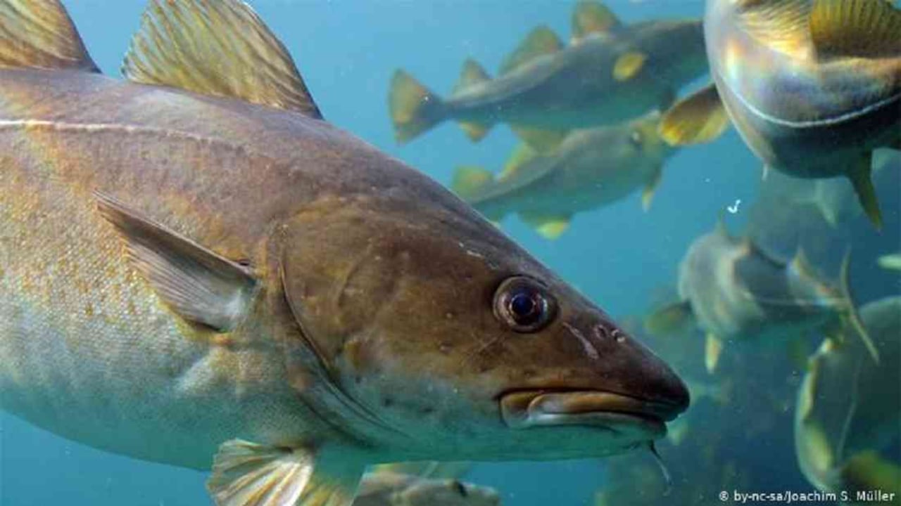 El calentamiento de los océanos genera desplazamiento de algunas especies que no logran adaptarse. Otras mueren. Foto: DW