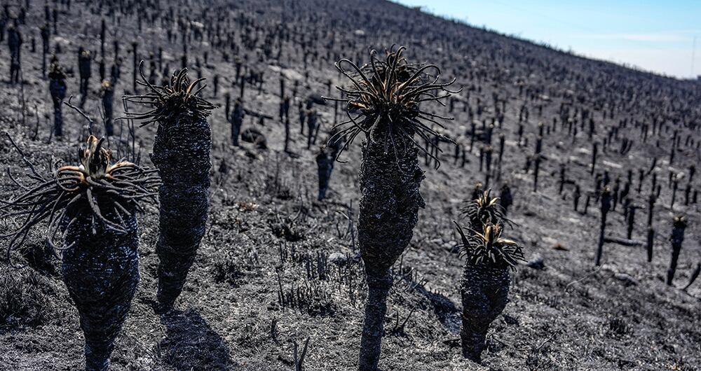 Paramos quemados en Santander, mostrando frailejones destruidos.