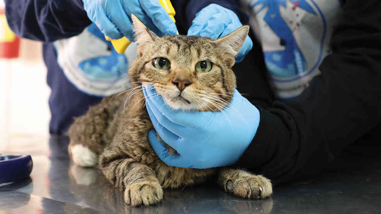Bogotá cuenta con 27 hogares de paso para animales rescatados de las calles.