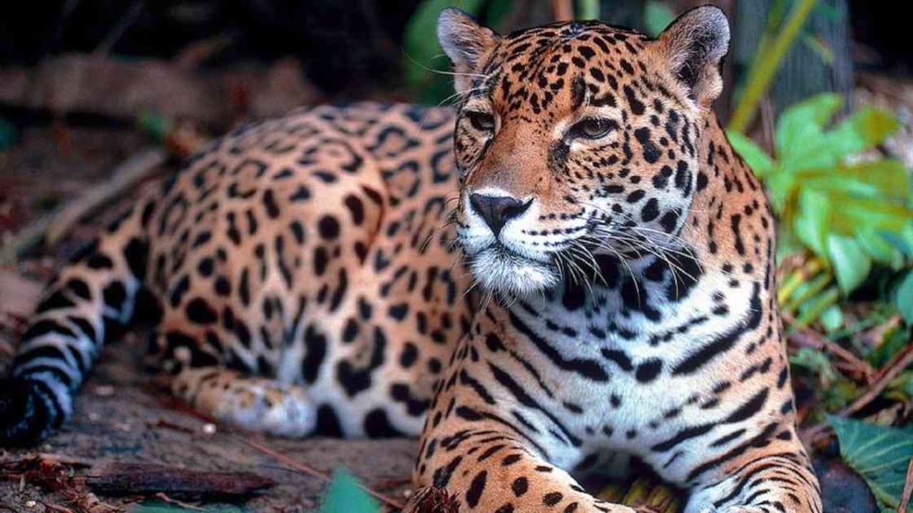 El jaguar es una de las especies más amenazadas en Latinoamérica. Foto: Pixabay