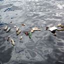 El 70% de los productos de uso diario elaborados de plástico en Europa terminan en los mares. Foto: archivo/Semana.com