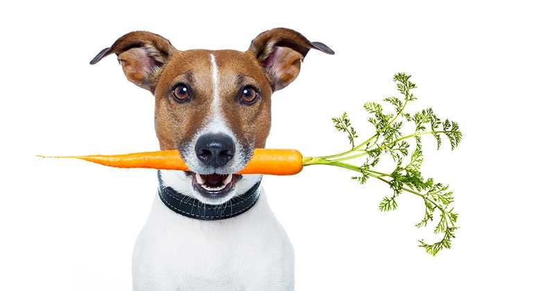 Los alimentos ricos en estas vitaminas son el hígado, el arroz integral y los huevos, y también se pueden administrar como suplementos.