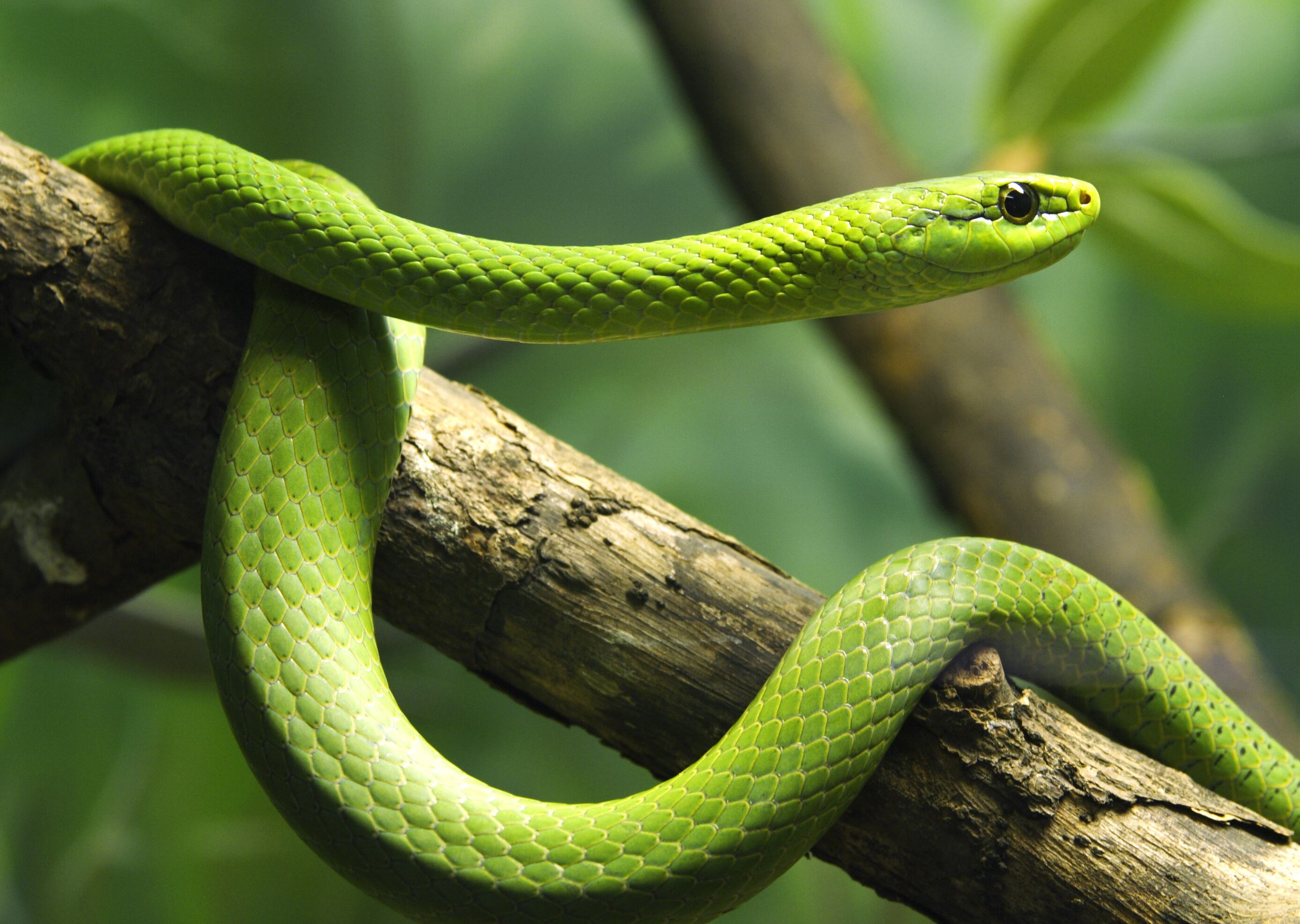 Serpiente verde
