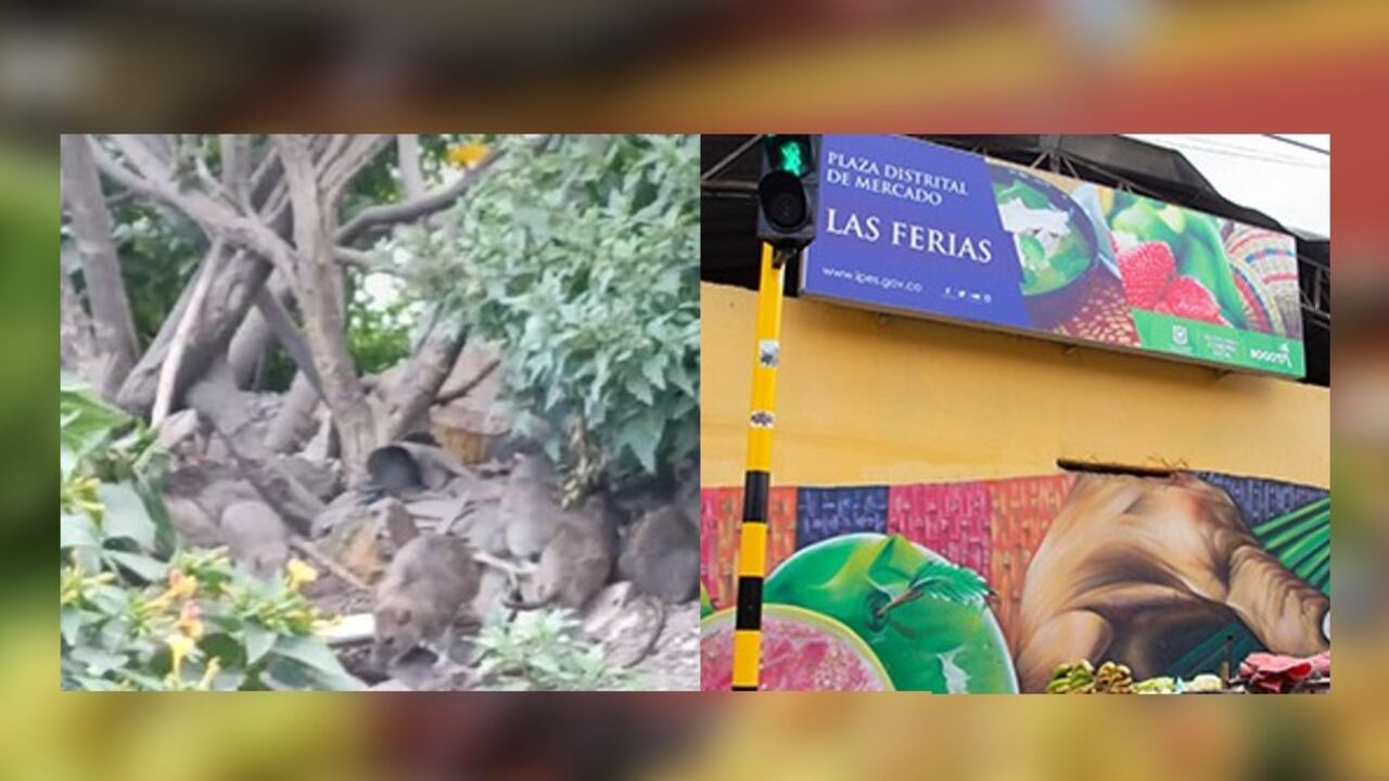En redes sociales se hizo viral un vídeo en el que se mostraba un nido de ratas cerca a plaza de mercado Las Ferias. El Distrito intervino.