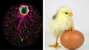 Un organismo unicelular desafía las teorías sobre la evolución.