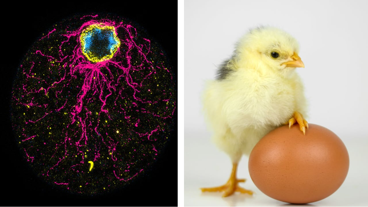 Un nuevo hallazgo obliga a replantear los conocimientos sobre la vida.