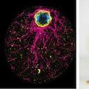 Un organismo unicelular desafía las teorías sobre la evolución.