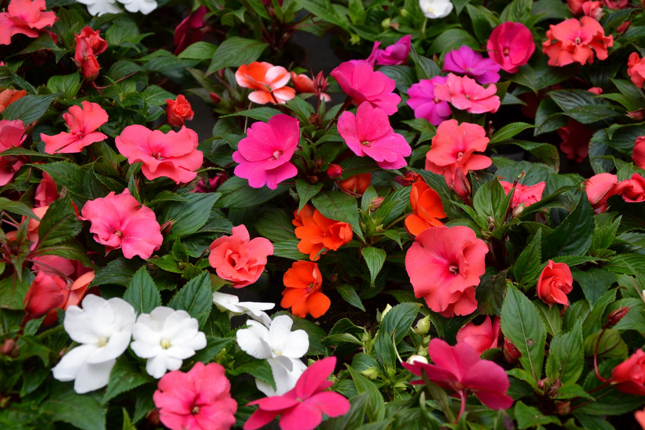 Impatiens walleriana