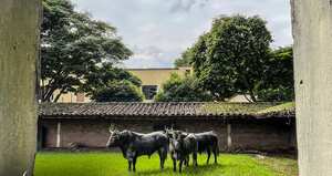 Los toros españoles de Victorino Martín, que por primera vez se lidiarán en Colombia, ya se encuentran en los corrales de la Plaza de Toros de Cañaveralejo de Cali.