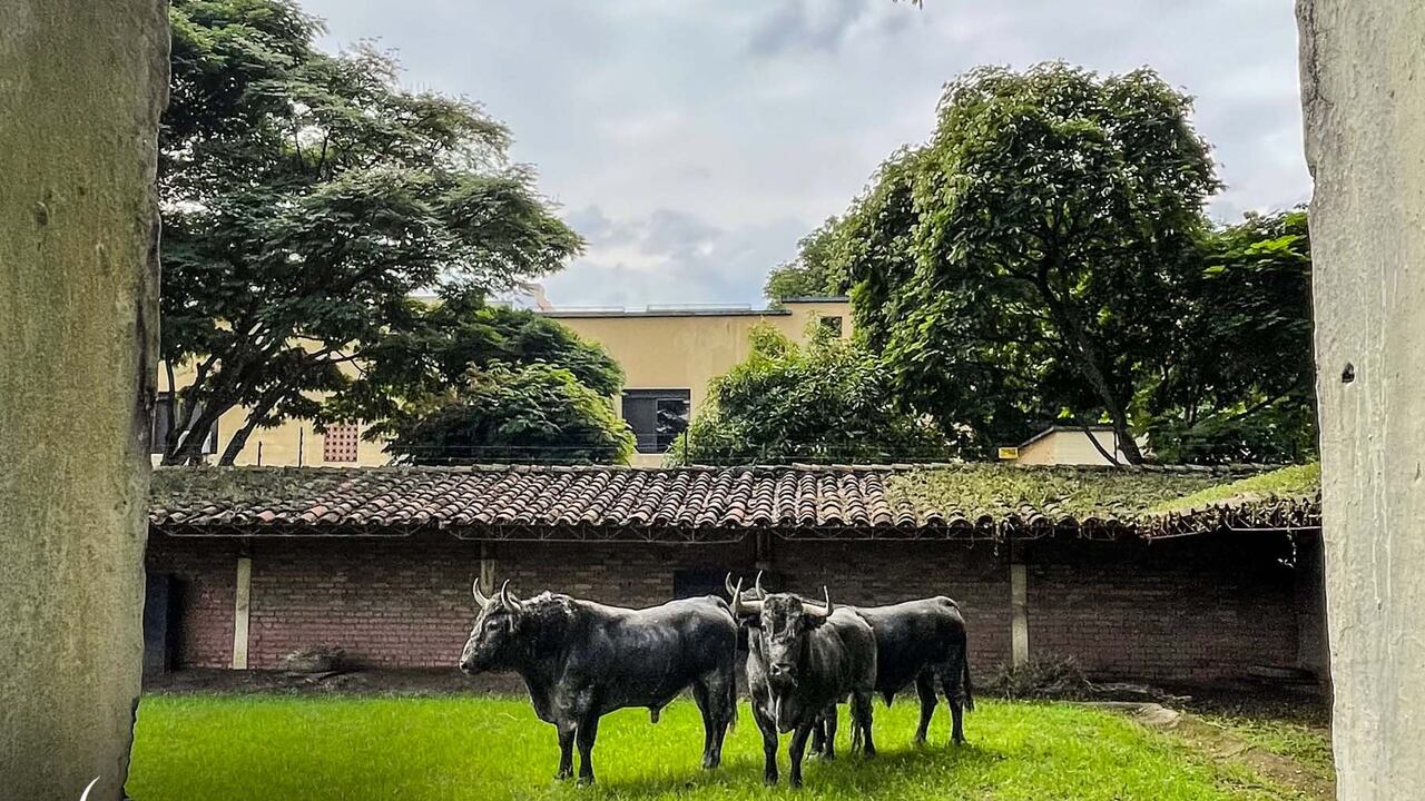 Los toros españoles de Victorino Martín, que por primera vez se lidiarán en Colombia, ya se encuentran en los corrales de la Plaza de Toros de Cañaveralejo de Cali.