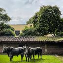 Los toros españoles de Victorino Martín, que por primera vez se lidiarán en Colombia, ya se encuentran en los corrales de la Plaza de Toros de Cañaveralejo de Cali.