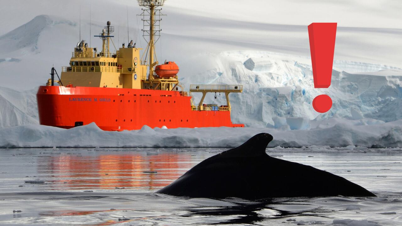 Investigadores alertan sobre la fragilidad de los ecosistemas marinos tras el descubrimiento de un extraño pez dragón en la Antártida.