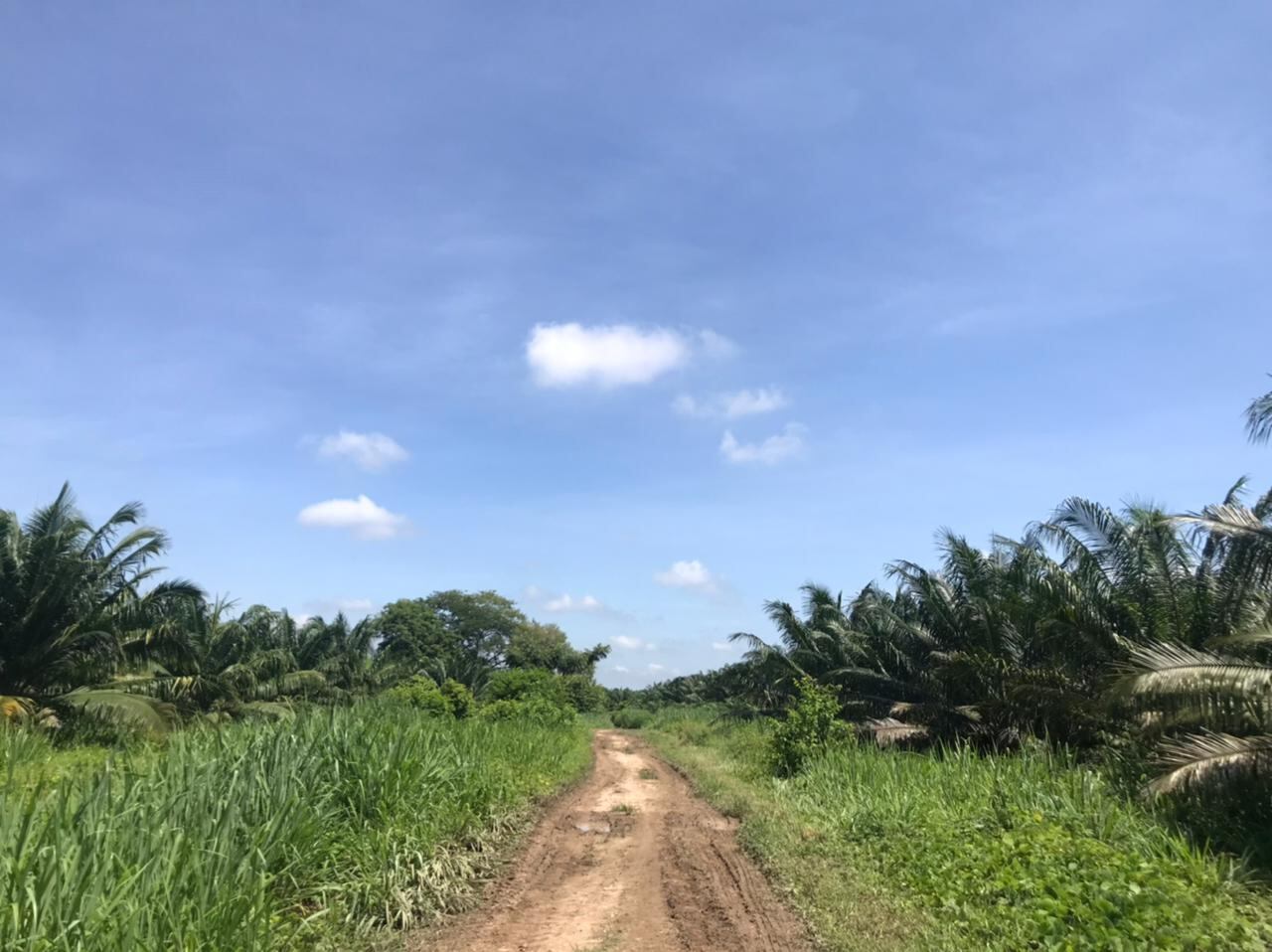 “Los precios internacionales continúan altos, y el conflicto entre Rusia y Ucrania le puso una mayor presión al mercado internacional de aceite", dijo el presidente de Fedepalma.