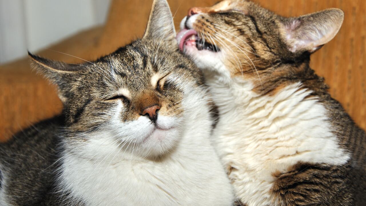 Es completamente normal y saludable que los gatos se laman el pelaje.