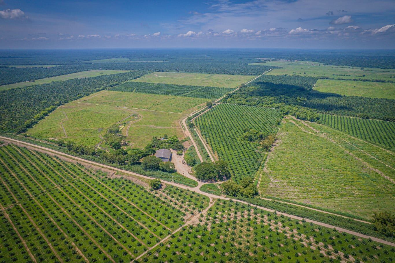 La obtención de la certificación ISCC EUDR es especialmente relevante para la palmicultura colombiana, ya que demuestra que el aceite de palma, producido en el país, puede cumplir con los más altos estándares globales en sostenibilidad, trazabilidad y respeto por el medio ambiente.