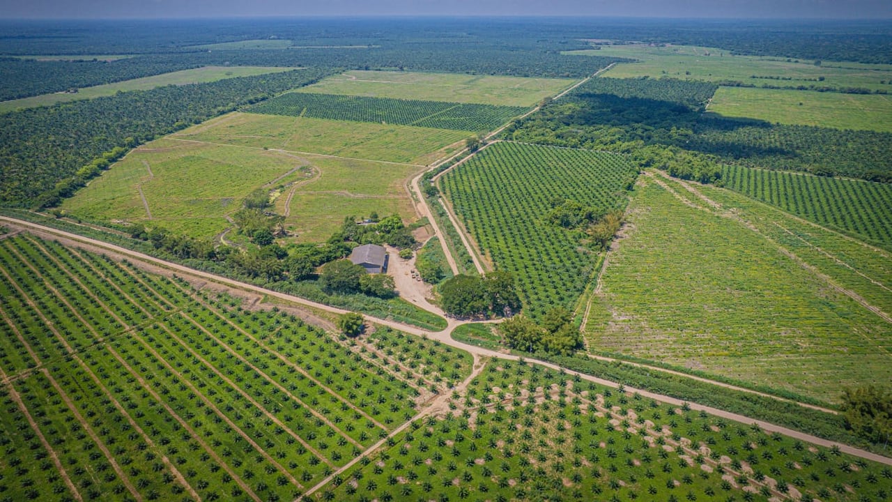 La obtención de la certificación ISCC EUDR es especialmente relevante para la palmicultura colombiana, ya que demuestra que el aceite de palma, producido en el país, puede cumplir con los más altos estándares globales en sostenibilidad, trazabilidad y respeto por el medio ambiente.