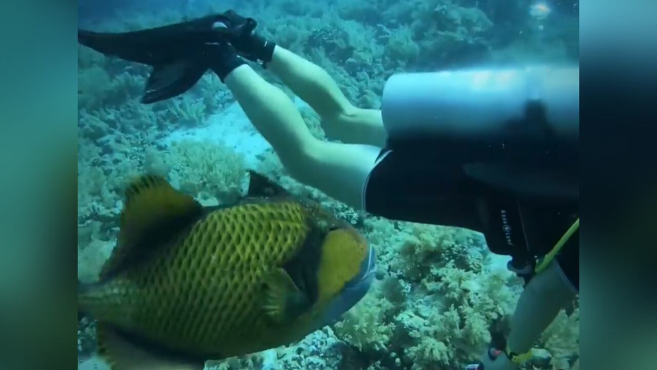 El joven mostró el momento exacto en el que el pez lo mordió.