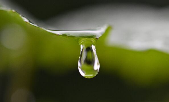 01 August 2023, Hesse, Frankfurt/Main: A raindrop hangs on the leaf of a vine. Photo: Arne Dedert/dpa (Photo by Arne Dedert/picture alliance via Getty Images)