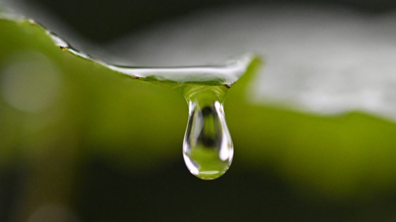 01 August 2023, Hesse, Frankfurt/Main: A raindrop hangs on the leaf of a vine. Photo: Arne Dedert/dpa (Photo by Arne Dedert/picture alliance via Getty Images)