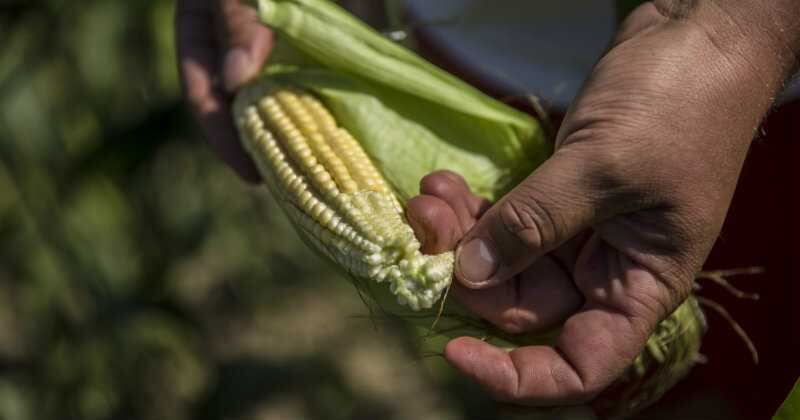 En 2021, las hectáreas de cultivos genéticamente modificados sumaron 150.451, de las cuales 142.975 fueron de maíz.