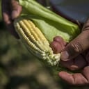 Cabe resaltar que la mayoría de los incrementos hacen parte de la canasta básica del consumidor y al mismo tiempo son estos los que lideran los incrementos del IPC.